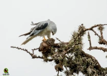 Querétaro and San Juan del Río Endemic Bird Photography