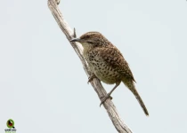 Querétaro and San Juan del Río Endemic Bird Photography