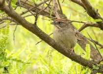 Querétaro and San Juan del Río Endemic Bird Photography