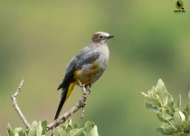 Querétaro and San Juan del Río Endemic Bird Photography