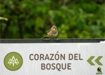 Querétaro and San Juan del Río Endemic Bird Photography