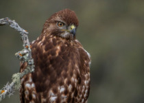 Querétaro Oak Forest Birding Tour