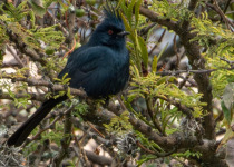 Querétaro Oak Forest Birding Tour