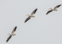 Querétaro Oak Forest Birding Tour