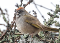 Querétaro Oak Forest Birding Tour