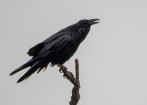 Querétaro Oak Forest Birding Tour