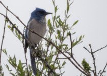 Querétaro Oak Forest Birding Tour