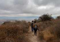 Querétaro Oak Forest Birding Tour