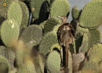 San Miguel de Allende and El Charco Birding Tour