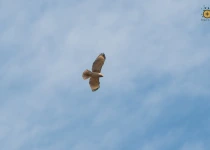 San Miguel de Allende and El Charco Birding Tour
