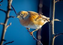 Short Bespoke Birding Tour near Aberdeen