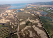 Sečovlje Salina Expert Birdwatching Tour with Iztok Škornik