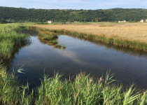 Sečovlje Salina Expert Birdwatching Tour with Iztok Škornik