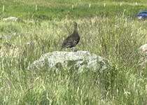 Full-Day Aberdeenshire Habitats Birding Tour