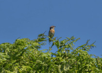 Full-Day Aberdeenshire Habitats Birding Tour