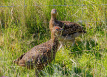 Full-Day Aberdeenshire Habitats Birding Tour