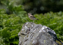 Full-Day Aberdeenshire Habitats Birding Tour