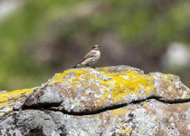 Full-Day Aberdeenshire Habitats Birding Tour
