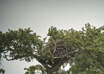 Two-Day North-East Scotland Birding Weekend