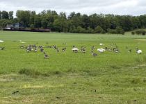 Two-Day North-East Scotland Birding Weekend