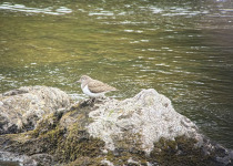 Two-Day North-East Scotland Birding Weekend