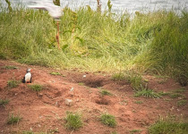 Aberdeenshire Puffin and Breeding Seabird Tour