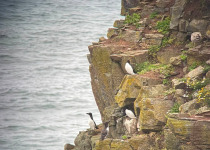 Aberdeenshire Puffin and Breeding Seabird Tour
