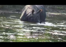 Custom Nepal Birdwatching and Wildlife Photography Tour