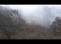 Custom Nepal Birdwatching and Wildlife Photography Tour