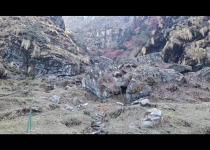 Custom Nepal Birdwatching and Wildlife Photography Tour