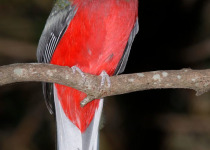 Mariepskop Forest Birdwatching Tour with Bedneck Maibela