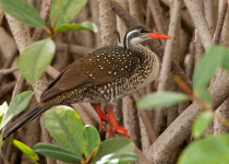 Blyde River Canyon Birding Tour with Bedneck Maibela