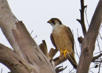 Taita Falcon Birding at J. G. Strijdom Tunnel