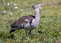Full-Day Kruger National Park Birding Safari with Bedneck Maibela