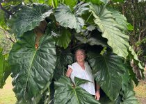 St Kitts 4x4 Sugar Heritage and Birdwatching Tour