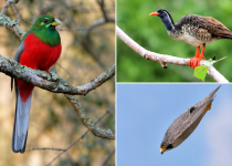 Full-Day Kruger National Park Birding and Wildlife Safari