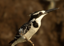 Pied Kingfisher photographed by Brian Batsurana