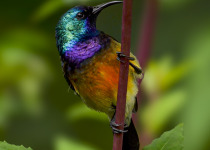 Colourful sunbird photographed by Brian Batsurana