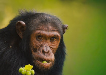 14-Day Uganda Classic Birding Tour with Wildlife with Brian Batsurana