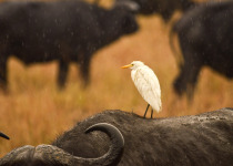 14-Day Uganda Classic Birding Tour with Wildlife with Brian Batsurana