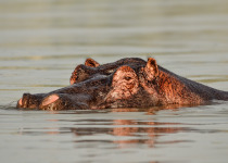 21-Day Uganda Birding, Wildlife and Primates Safari with Brian Batsurana