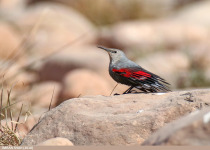 Best of Uttarakhand and the Himalayas