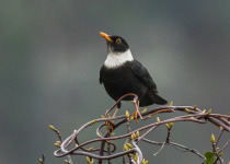 Best of Uttarakhand and the Himalayas