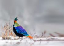 Best of Uttarakhand and the Himalayas