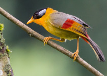 Birds of Mishmi Hills & Namdapha