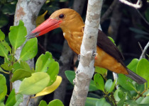 Birds of the Sundarbans