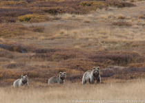 Brown Bear Special in Ladakh