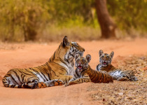 Central India Tigers