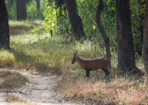Central India Tigers