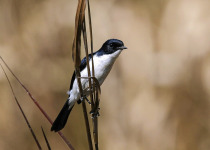 Classic North India Birds & Wildlife with Pilibhit Tiger Reserve